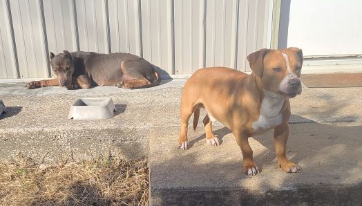 My dogs Bowzer & NaNa