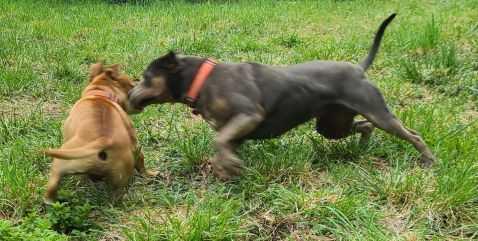 Bowzer & NaNa Playing