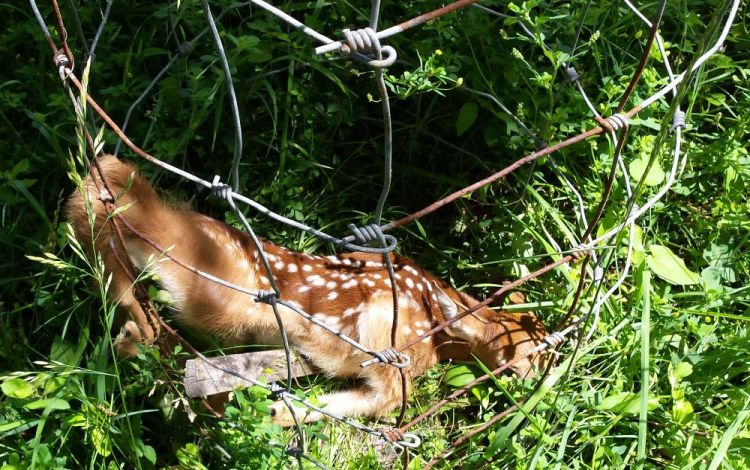 Trapped Fawn