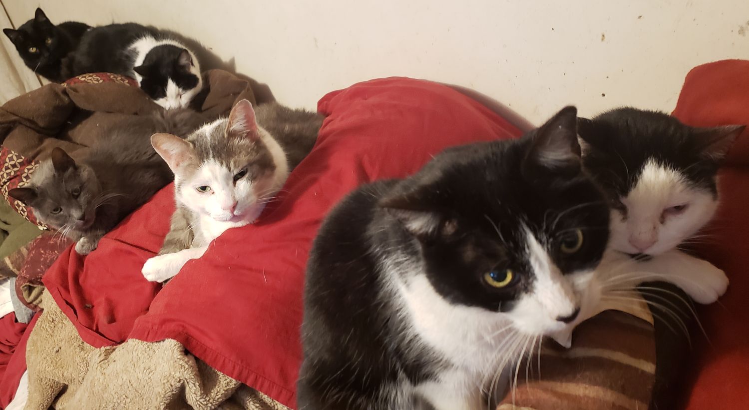 Part of my cat family relaxing in February 2020