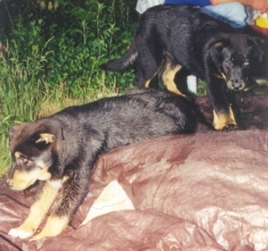 Jack and Jake as puppies.