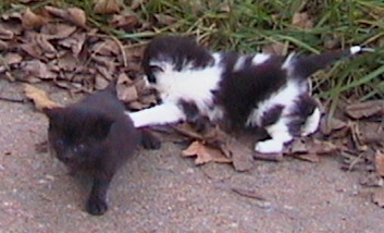 LaCoal & Barney as Kittens