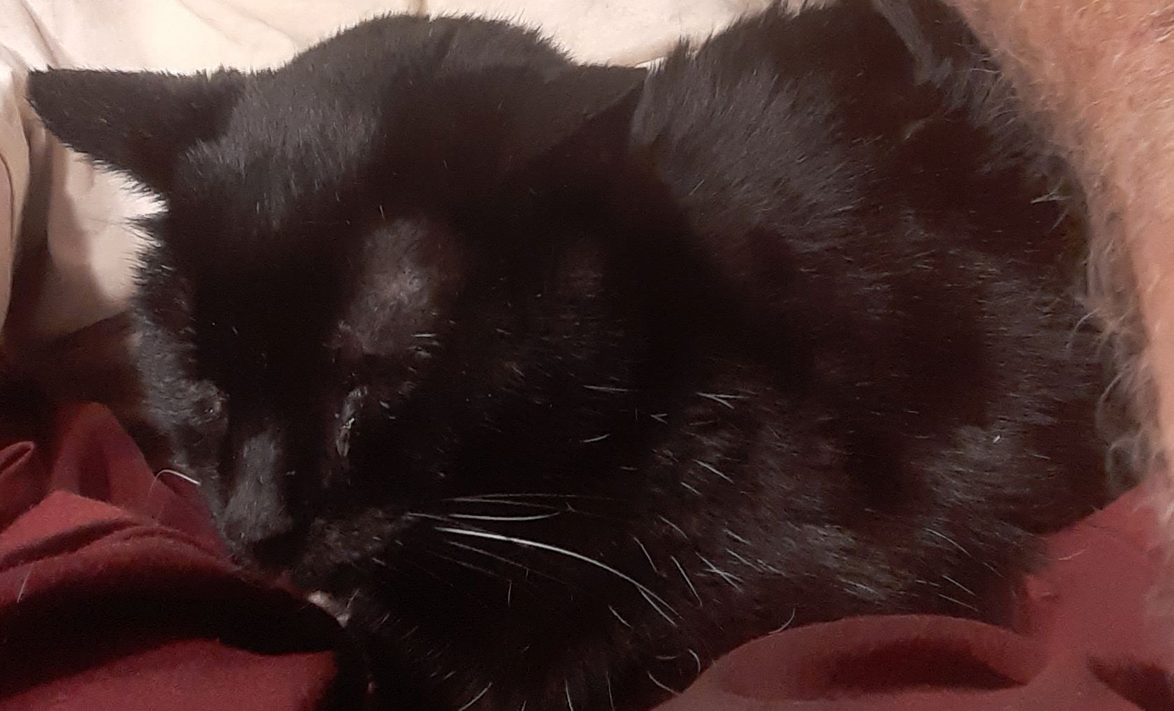 Miss Kitty at age 19