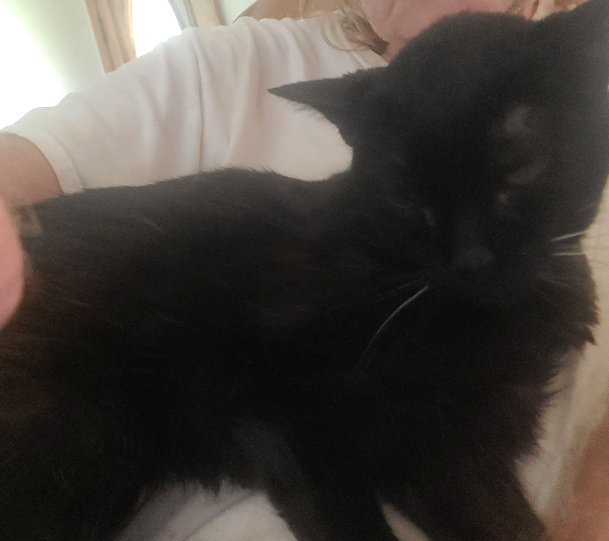 My cat Miss Kitty on Aug. 15, 2025