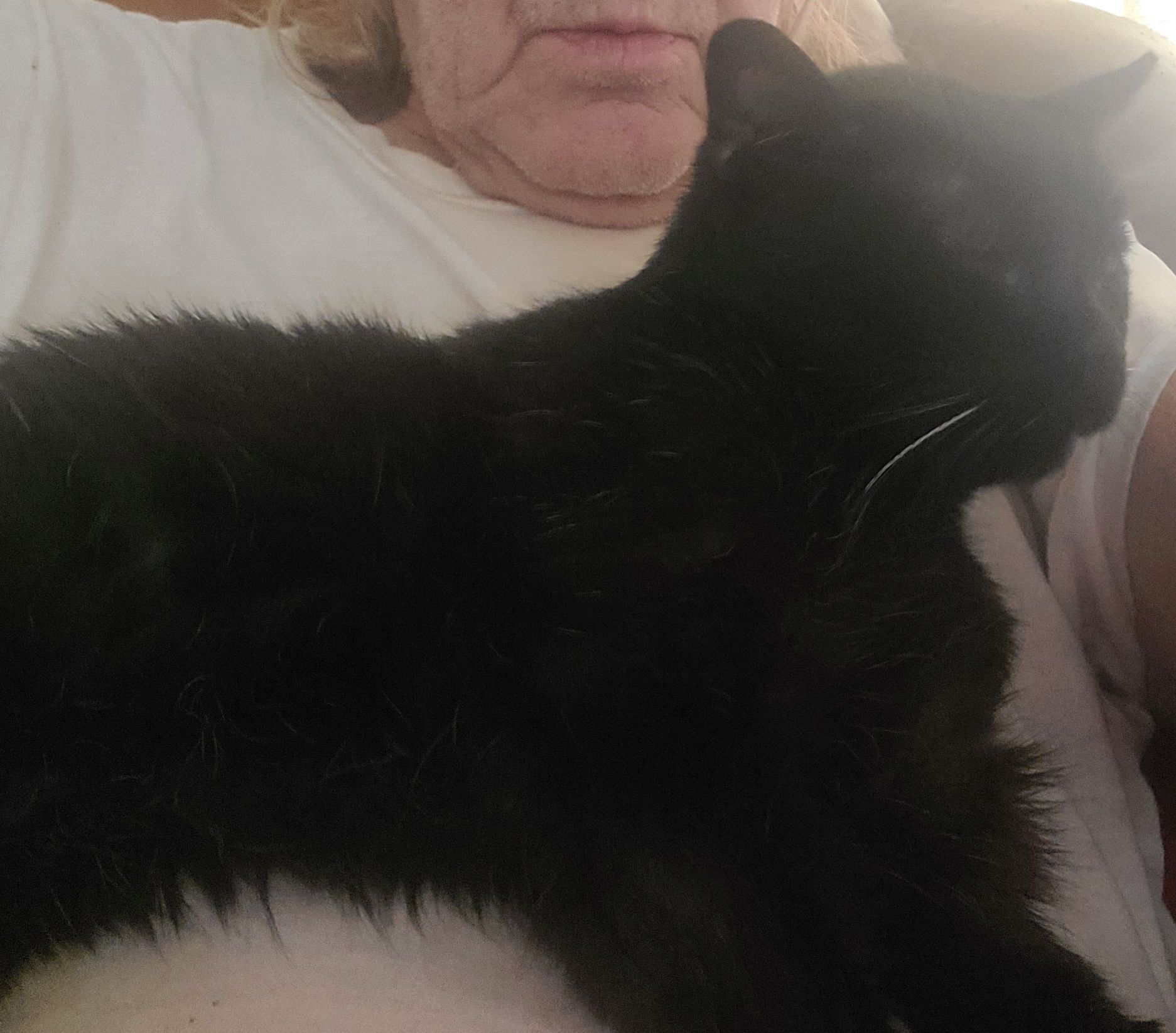 My cat Miss Kitty on Aug. 15, 2025