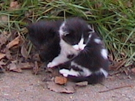 LaCoal & Barney