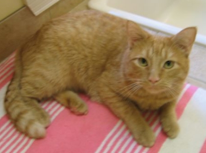 Ross, the cat