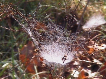 Spider Web - 2005