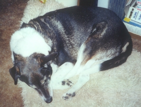 Zeppelin sleeping in January, 2004