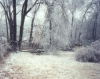 Backyard after ice storm of 2002.