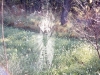 Spider Web - 2004.