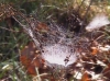 Spider Web - 4/8/2005.